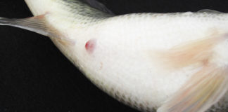 西の湖チャプター第一戦 カスタム日記写真