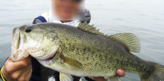 琵琶湖フィッシングガイド 春５月釣果 写真