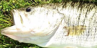 瀬田川バス釣果 写真