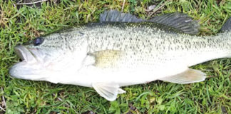 お客様からの釣果 上杉様 写真