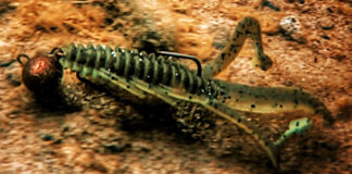 ビッフルバグ ワーム 紹介写真