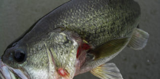 チャプター西の湖 2018 第２戦 プラクティス写真