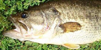 六文銭日記釣果 ブラックバス写真