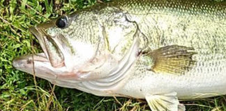 琵琶湖釣果 60cm 詳細写真