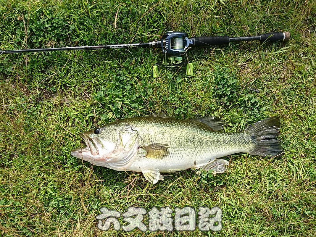 琵琶湖釣果 60cm 詳細写真