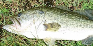 瀬田川デカバス 59cm 写真