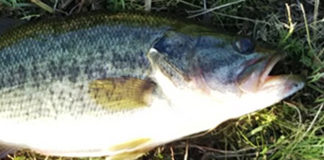 おかっぱり釣果写真 36cm