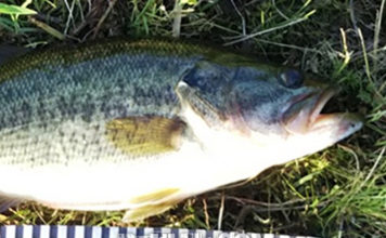 おかっぱり釣果写真 36cm