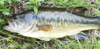 上杉様 釣果 写真
