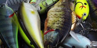 琵琶湖釣行 7月13日 釣果写真