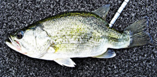 ダイワ ブラックレーベル BL-FR721HRB 改造 写真