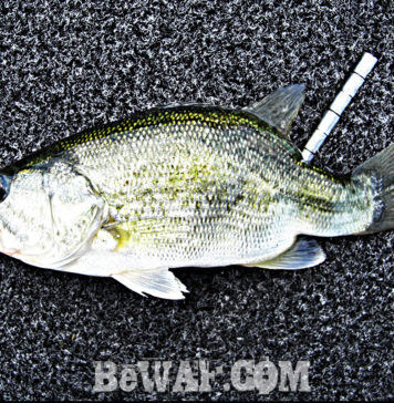 ダイワ ブラックレーベル BL-FR721HRB 改造 写真