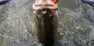 気になる台風12号通過後の琵琶湖 写真