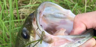 里様からの釣果写真 2018夏