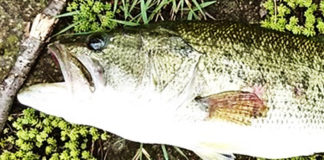 瀬田川バス釣果写真 六文銭 釣果