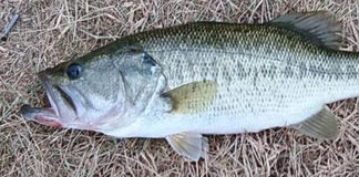 瀬田川ブラックバス釣果最新 画像