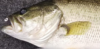 お客様からの釣果 写真