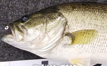 お客様からの釣果 写真