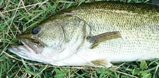 瀬田川バス釣果 写真 49cm