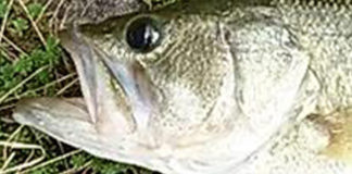 瀬田川バス釣果写真 2018年8月 写真