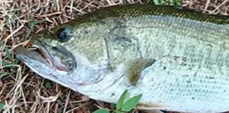 瀬田川おかっぱり釣果 2018年 夏写真