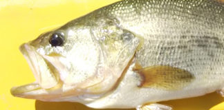 上杉様からの釣果 ウルトラバイブスピードクローにて 写真