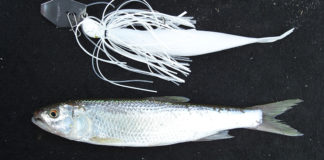 チャプター西の湖 2018 最終戦 プリプラクティス写真