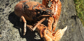 チャプター西の湖 第3戦 プラクティス写真