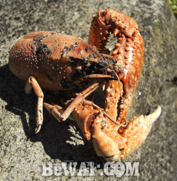 西の湖へ (2018年 8月1日) チャプター第3戦 プラクティス 一日目 チャプター西の湖 第3戦 プラクティス写真