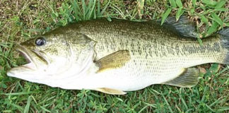 瀬田川バス釣果 2018年写真