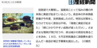 琵琶湖の外来魚に異変 さまざまな憶測写真