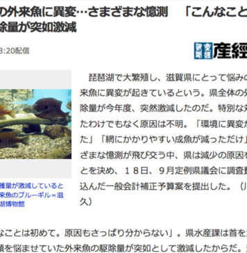 琵琶湖の外来魚に異変 さまざまな憶測写真