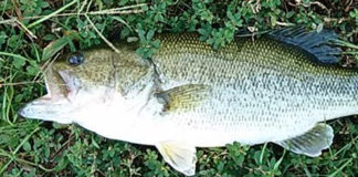 瀬田川バス釣果 2018年 写真