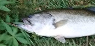 瀬田川バス釣果 2018 写真