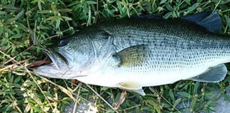 瀬田川おかっぱり釣果 49cm写真