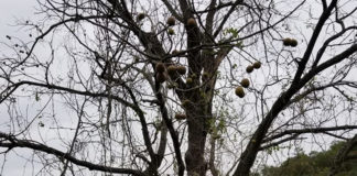倒れそうなクルミの木 (リッククラン)写真