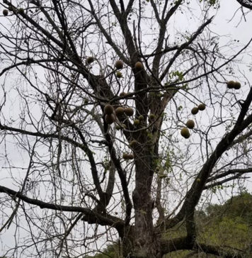 倒れそうなクルミの木 (リッククラン)写真