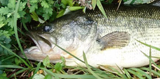 瀬田川釣果2018年11月釣果写真