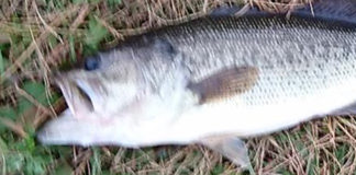 瀬田川釣果2018年11月釣果写真