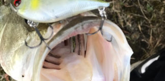 お客様からの釣果 里様~琵琶湖おかっぱり釣果写真