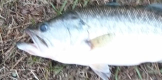 瀬田川おかっぱり釣果 写真