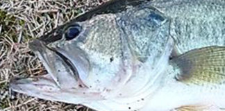 瀬田川釣果51cm写真