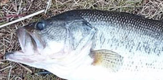 瀬田川ウルトラバイブスピードクロー釣果写真