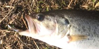 瀬田川まどやん釣果写真