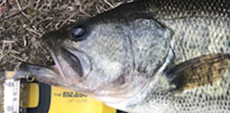 まどやん様 瀬田川釣果写真