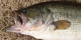 瀬田川釣果2019年 写真