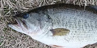 瀬田川おかっぱり釣果2019年 写真