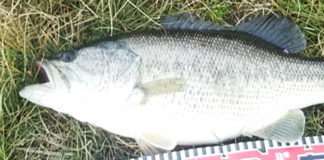 お客様からの釣果2019年写真