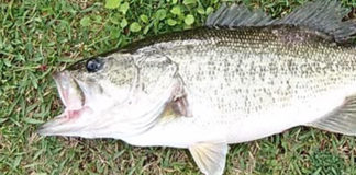 瀬田川おかっぱり釣果 48㎝ 写真