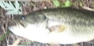 お客様からの釣果 瀬田川釣果写真